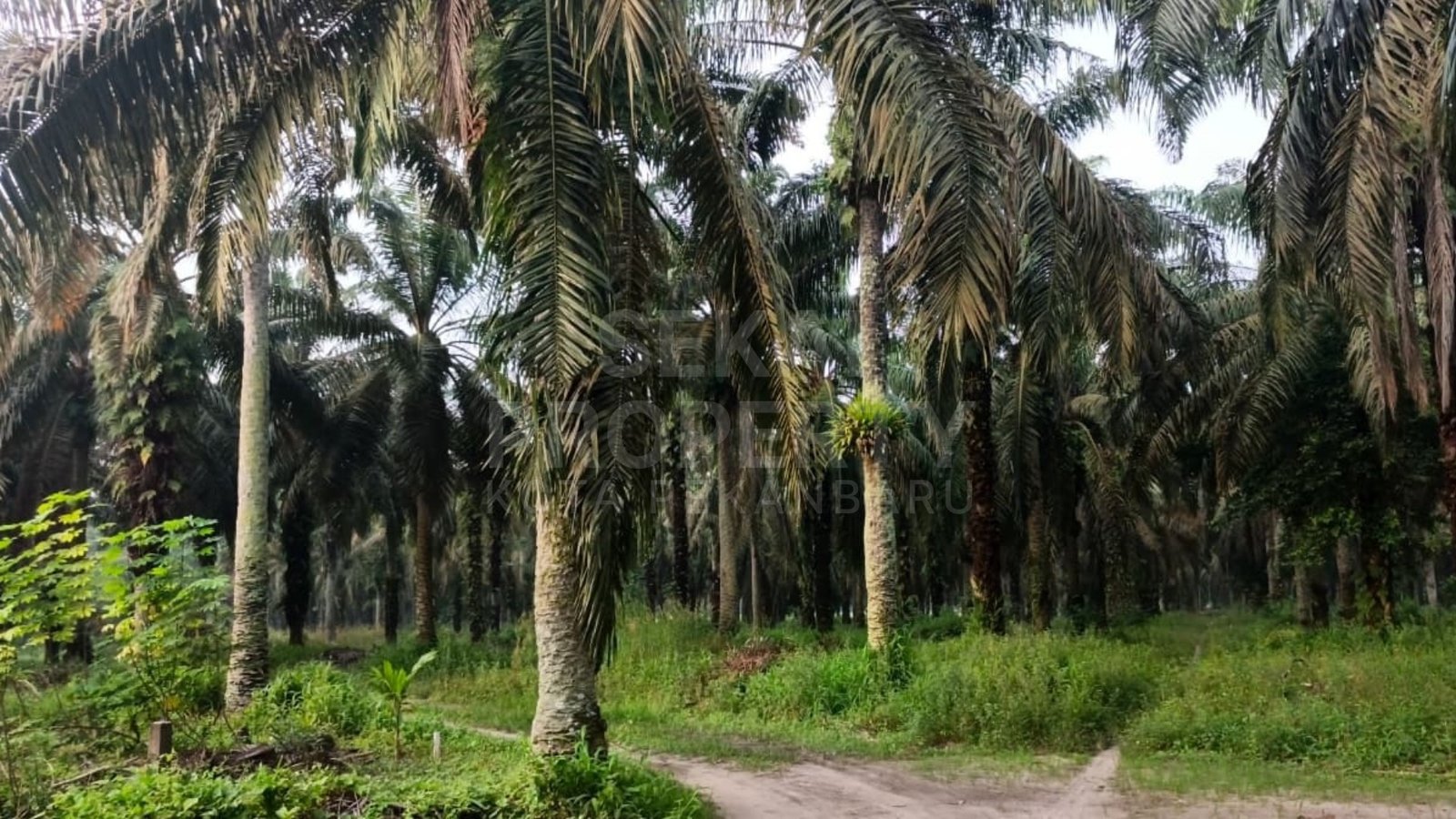 Dijual Tanah Beserta Kebun Sawit 3 Haktare, Jl Garuda Sakti Km18 Tapung Kampar